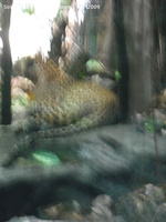 20090423 Singapore Zoo  16 of 31 
